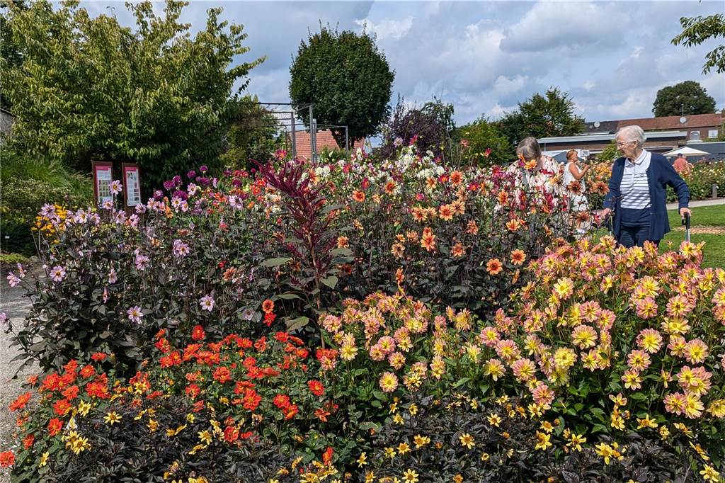 Wochenende der Dahlie im Legdener Dahliengarten