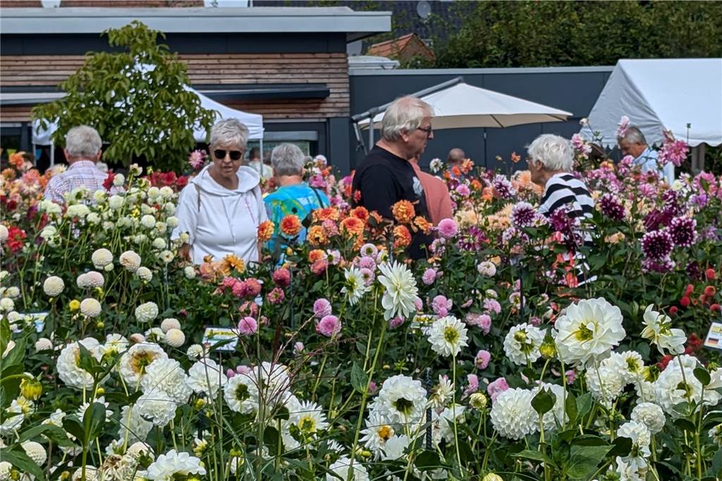 Wochenende der Dahlie im Legdener Dahliengarten