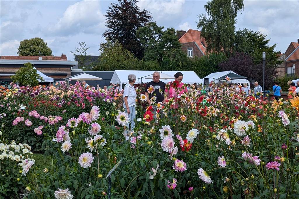 Wochenende der Dahlie im Legdener Dahliengarten