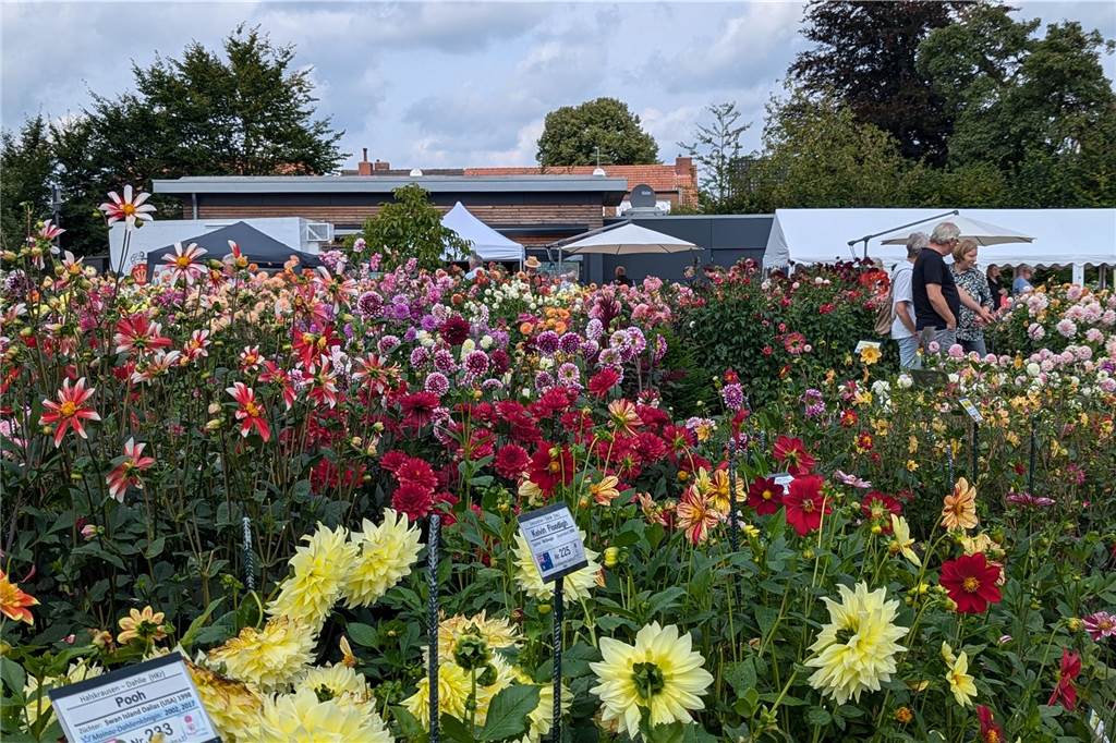 Wochenende der Dahlie im Legdener Dahliengarten