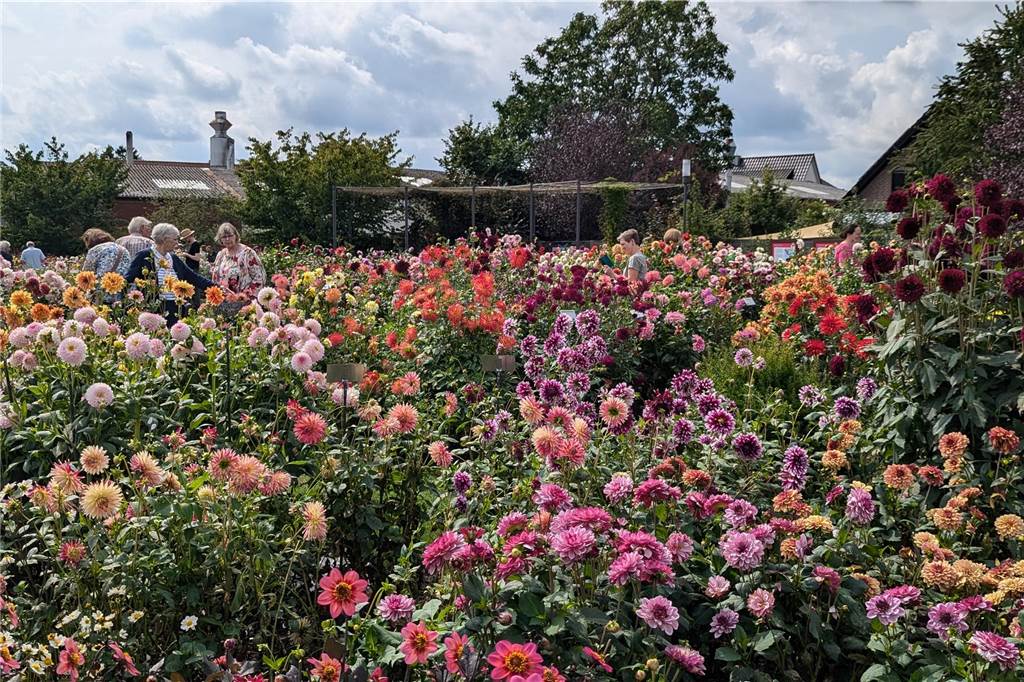 Wochenende der Dahlie im Legdener Dahliengarten