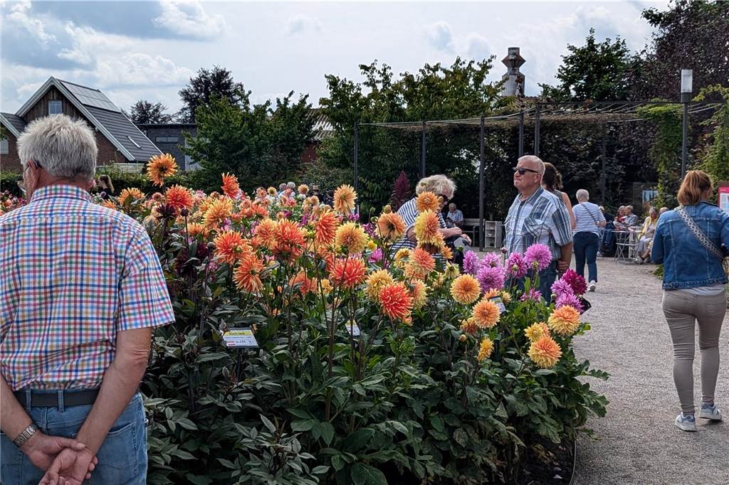 Wochenende der Dahlie im Legdener Dahliengarten