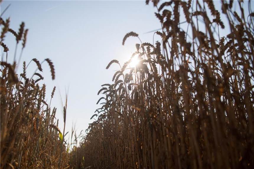 Der Deutsche Bauernverband hält das EuGH-Urteil für hinderlich. Die derzeitige Dürre, so Bauernpräsident Rukwied, zeige, dass man zukünftig trockenheitstolerantere Sorten brauche. Foto: Sebastian Gollnow