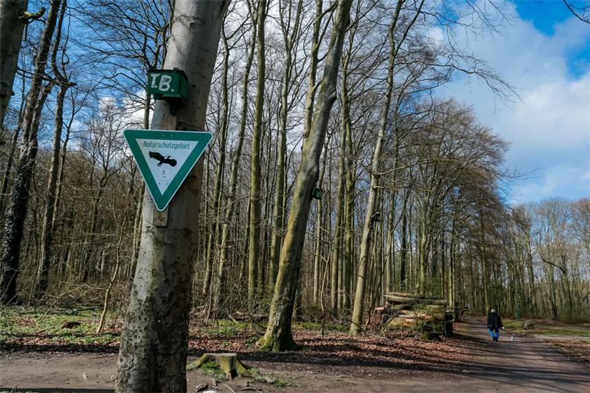 Mehrere Wälder für Spaziergänger und Jogger gesperrt Der Dorney-Wald in Oespel. Auch hier werden Bäume gefällt.