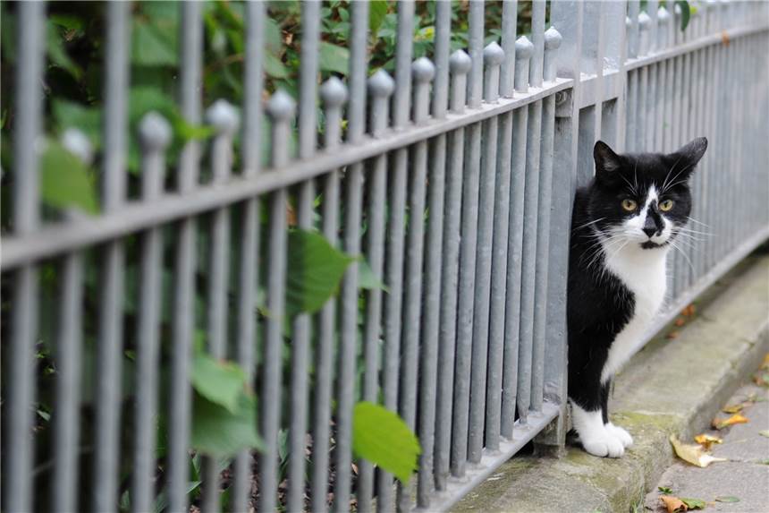 Online-Petition zur Kastrationspflicht für Katzen soll Politik überzeugen Der Dortmunder Katzenschutzverein und der Tierschutzverein fordern eine Kastrations- und Kennzeichnungspflicht für alle Freigänger-Katzen in Dortmund.