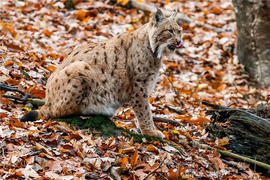 Der Dortmunder Zoo bietet in den Herbstferien trotz Corona ein vielfältiges Freizeitprogramm für Schulkinder an.