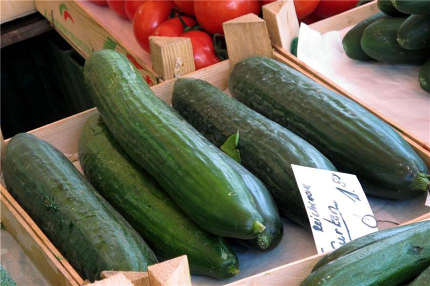 Der Durchschnittspreis für deutsche Salatgurken liegt derzeit über einem Euro. Im Vorjahreszeitraum kostete das Gemüse im bundesweiten Durchschnitt nur 49 Cent. Foto: Stephan Jansen