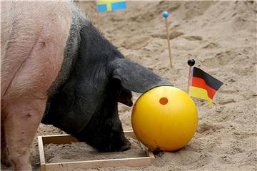 Der Eber Eberhard, genannt „Harry“, tippte den Sieg der Deutschen Nationalmannschaft im Spiel gegen Schweden. Foto: Oliver Berg