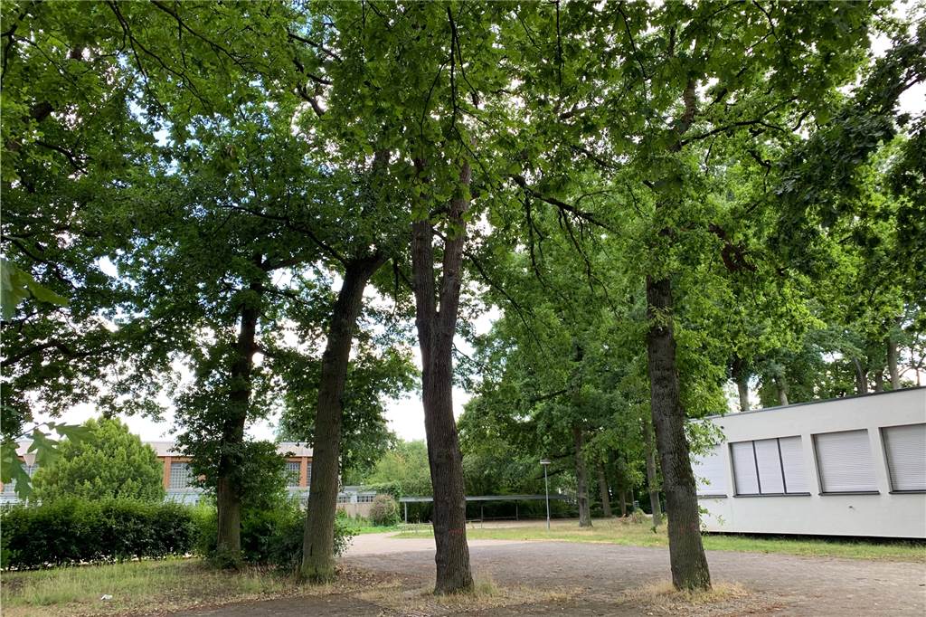 So machen die Hervester mehr aus ihrem Marienviertel Der ehemalige Innenschulhof der Gerhart-Hauptmann-Realschule ist Standort zahlreicher etwa 100 Jahre alter Eichen. Die verkümmern aber zwischen dem Asphalt.