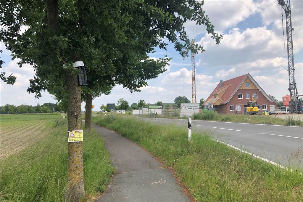 Eichenprozessionsspinner: Legden erprobt Fallen und wartet ab Der Eichenprozessionsspinner findet sich an vielen Eichenbäumen an der Asbecker Straße.