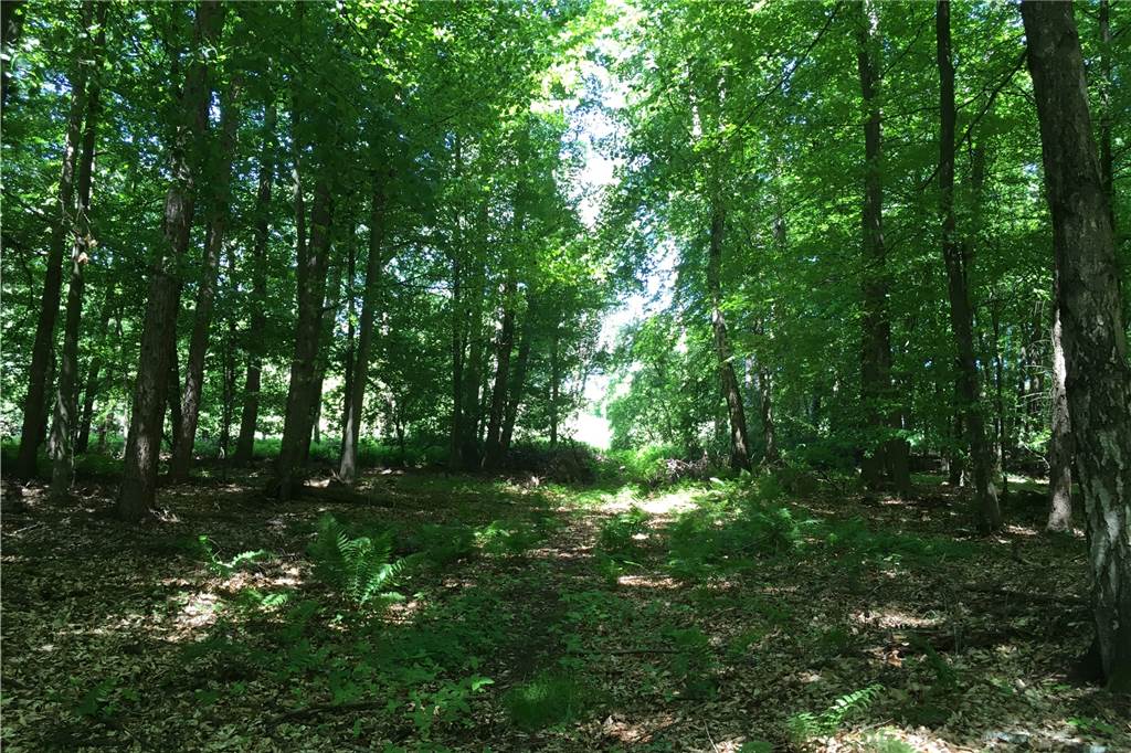 Golfplatz Syburg: Trotz Wegerecht stranden Spaziergänger am Elektrozaun Der eingetragene Weg ist zum großen Teil kaum noch erkennbar. Außerhalb des Platzes ist er an manchen Stellen schwer passierbar.