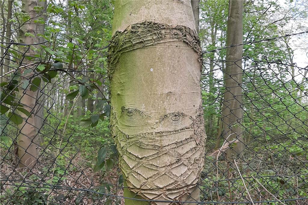 Coronavirus in Castrop-Rauxel: Heute öffnen die kleinen Läden wieder Der eingewachsene Zaun, von dem dem der Baum seit einiger Zeit "befereit" wurde, hinterließ Spuren, die sich nun wie ein Mundschutz aussehen.