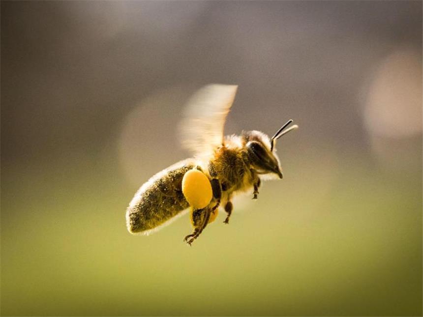 Antibiotika-Einsatz könnte zum Bienensterben beitragen Der Einsatz von Antibiotika in Bienenstöcken könnte ein Faktor beim Bienensterben sein. Foto: Frank Rumpenhorst