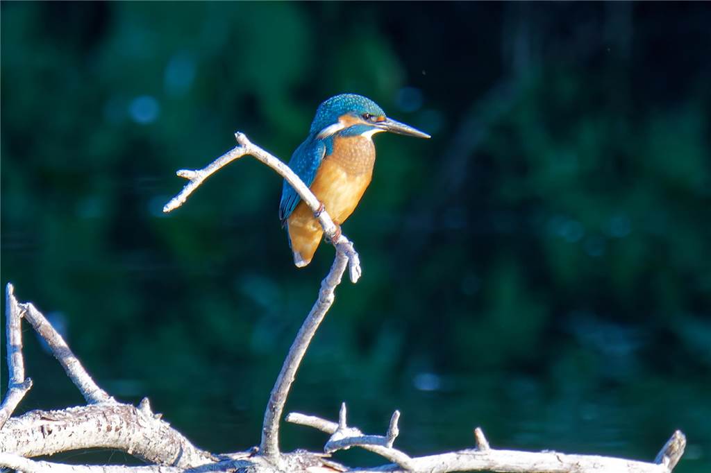 „Auge in Auge mit dem Eisvogel“: Bernhard Wiefel macht beeindruckende Naturfotos in Olfen Ein Eisvogel sitzt auf einem kleinen Ast