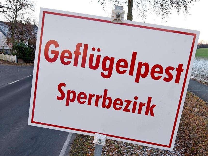 Neues Vogelgrippe-Virus H5N5 nachgewiesen Der Erreger des Subtyps H5N5 wurde in einem Putenzuchtbetrieb in Schleswig-Holstein nachgewiesen. Foto: Holger Hollemann/Symbolbild
