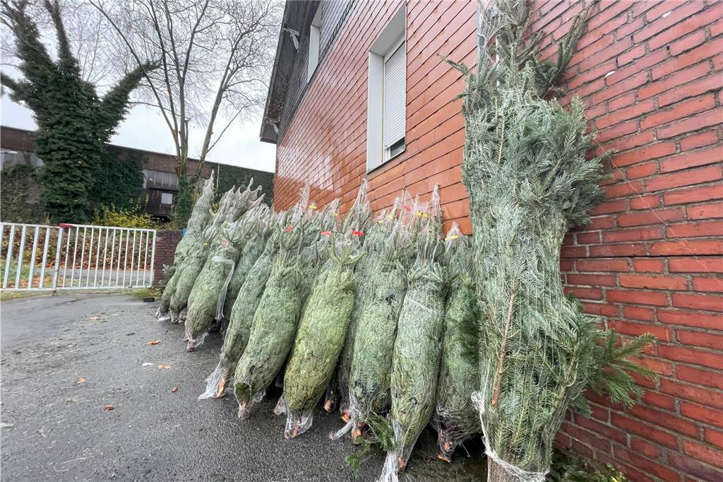 In Lütgendortmund gibt es wieder einen Weihnachtsbaum-Verkauf Tannenbäume stehen in Marten an einer Hauswand. Sie sollen bald in Lütgendortmund verkauft werden.