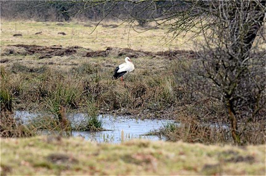 Der erste Storch ist in Dorsten gelandet Der erste Storch im Hervester Bruch stolzierte gestern auf Nahrungssuche in dem weitläufigen Gelände herum und suchte einige Wasserlöcher auf.