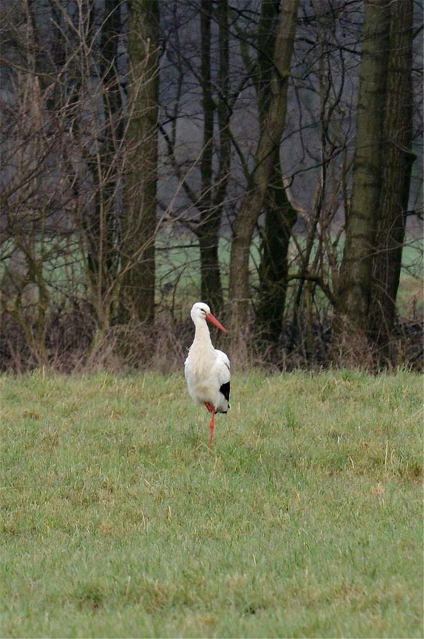 Der erste Storch ist in Dorsten eingeflogen Der erste Storch ist im Hervester Bruch in Dorsten gelandet.