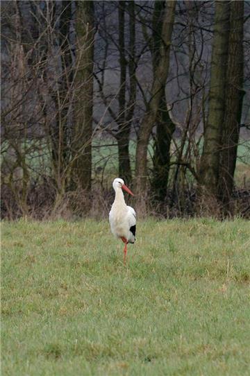 Der erste Storch ist im Hervester Bruch in Dorsten gelandet.