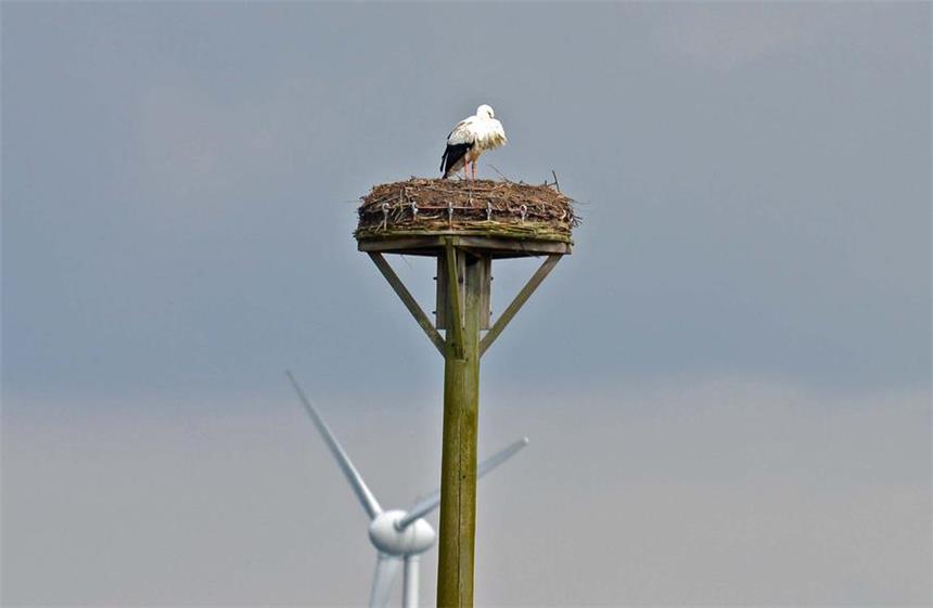 Der erste Storch ist nach Olfen zurückgekehrt Der erste Storch ist zurückgekehrt. Das Weibchen wartet nur noch auf das Männchen.