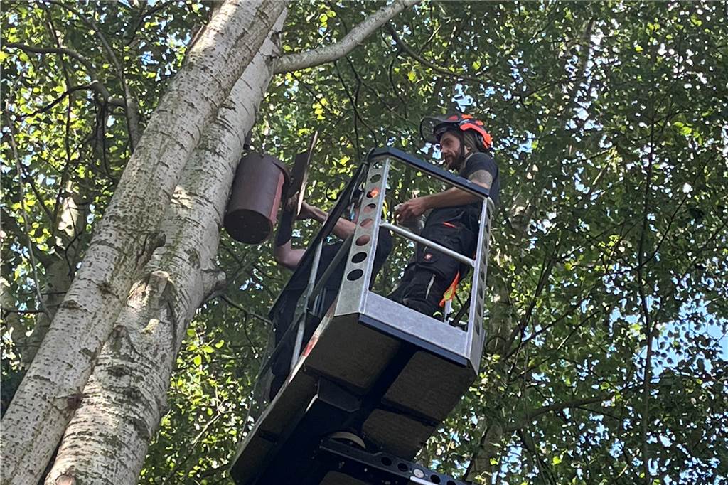 Neue Heimat für den Waldkauz: DEW befestigt Eulenkästen in Bäumen Der Eulenkasten wird in rund sechs Metern Höhe an einem Baum befestigt. Dazu reicht eine normale Leiter nicht. Ein Hubsteiger ist nötig