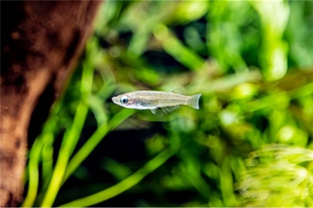 Neue Tierart in Zoo Dortmund eingezogen: In der Wildnis ist sie wohl komplett ausgestorben Der Evers-Reisfisch ist ziemlich wahrscheinlich ausgestorben. Im Zoo Dortmund soll er nun gezüchtet werden.