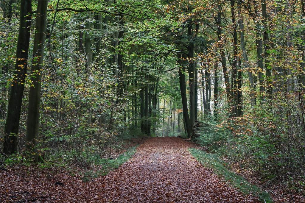 Ein Wanderweg ist leicht mit Laub bedeckt und befindet sich zwischen Walddickicht.