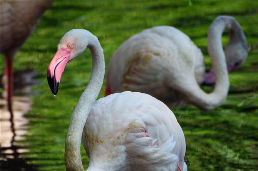 Senioren im Zoo - Flamingo Ingo ist der Älteste Der Flamingo Ingo hat 71 Jahre auf dem Buckel. Foto: Gregor Fischer