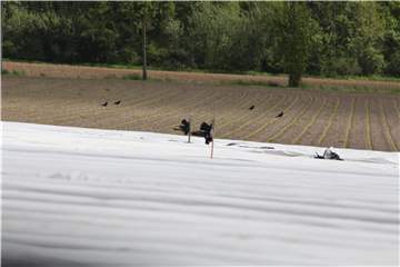 Der Fotoausschnitt zeigt die aufgehängten Toten Vögel auf einem Spargelfeld im Norden des Kreises Unna. Fotos, die jetzt der Kreisverwaltung Vorliegen, zeigen gleichzeitig auch den nahen Hof.