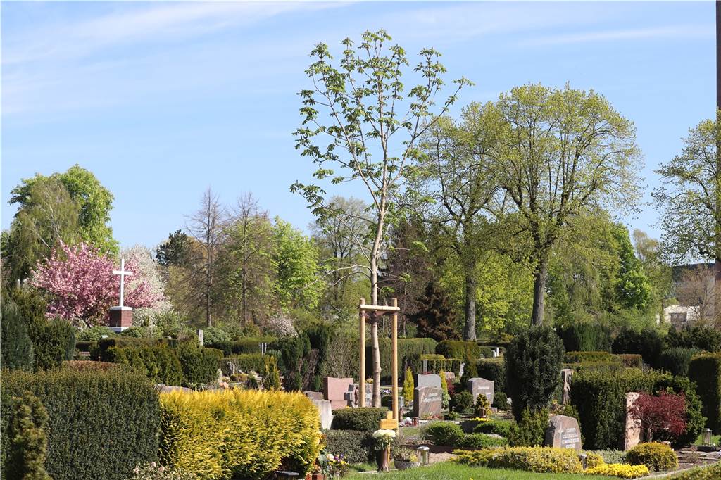 Lüner Gemeinde St. Marien sammelt Geld für Bäume: „Ein Zeichen setzen“ Der Friedhof an der Alstedder Straße ist neu gestaltet und bepflanzt worden.