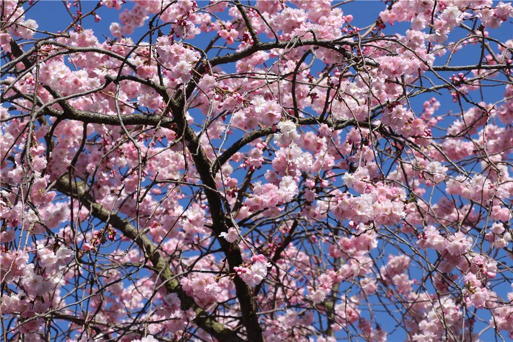 Der Frühling ist da - An einigen Bäumen sind die Blüten bereits geöffnet