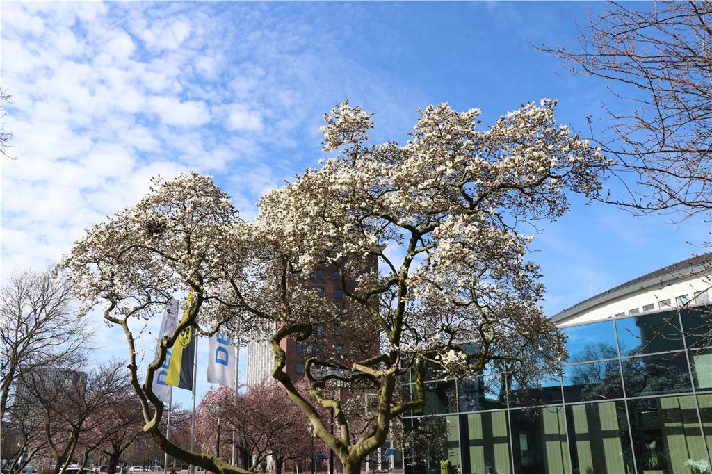 Der Frühling ist da - Auch die Magnolien erblühen schon