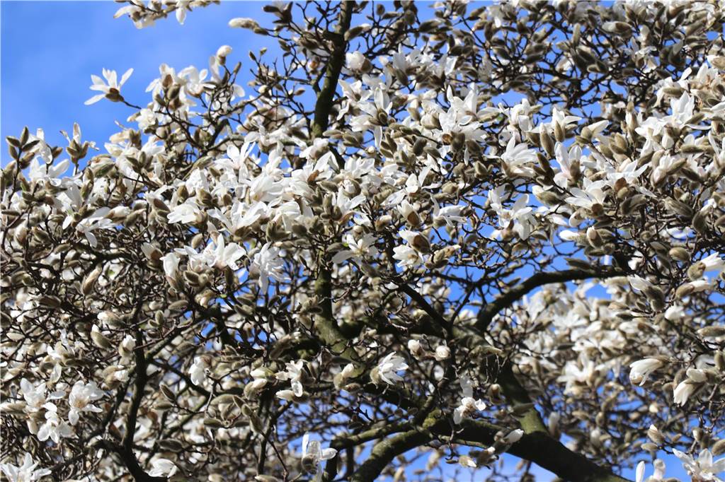 Der Frühling ist da - Auch die Magnolien erblühen schon