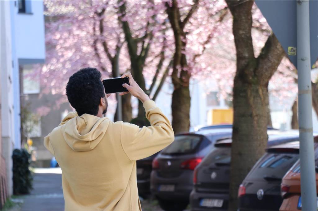 Der Frühling ist da - Ein Spaziergänger macht Bilder der blühenden Bäume