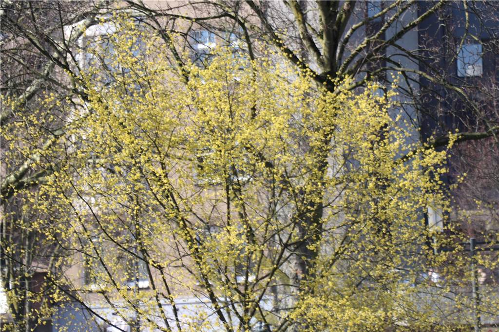 Der Frühling ist da - Eine Forsythie blüht auch schon in voller Pracht