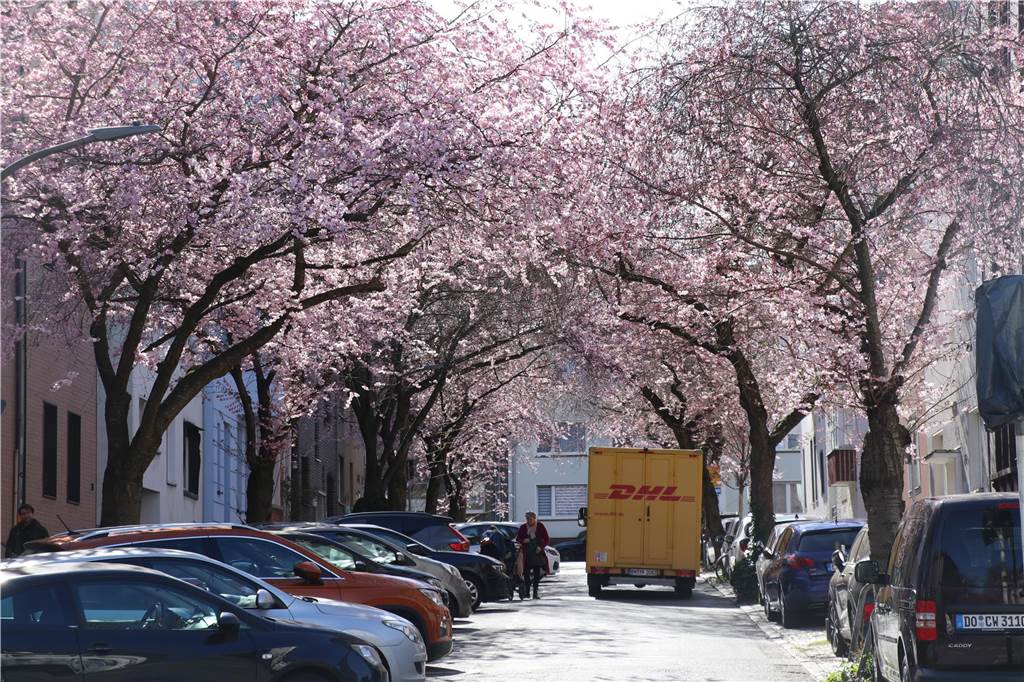 Der Frühling ist da- In der Moltkestraße erblühen die ersten Kirschbäume