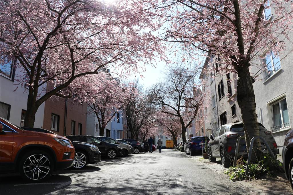 Der Frühling ist da - Strahlender Sonnenschein macht das Bild der Moltkestraße komplett