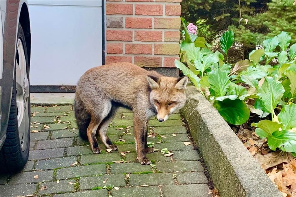 Nach totem Fuchs in Siedlung: Krasses Video über das Verhalten eines Wildtieres Der Fuchs in der Wohnsiedlung zeigte keinerlei Scheu mehr. Letztendlich musste das kranke Tier von einem Förster erschossen werden.