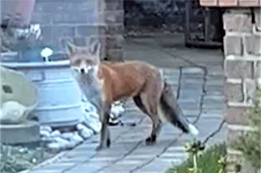 Fuchs greift Chihuahua an: „Höre meinen Hund immer noch schreien“ Der Fuchs kehrte nach der Attacke schon mehrfach in den Dorstfelder Garten zurück.