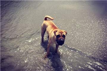Der fünfjährige Faltenhund-Rüde Pablo kommt viel rum.