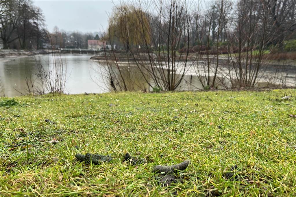 Sie sind wieder da: Eine neue Runde im Kampf gegen die Gänseplage Der Gänsekot liegt überall im Stadtgarten, auf den Wiesen, den Wegen und natürlich auch im Becken des Gondelteiches.