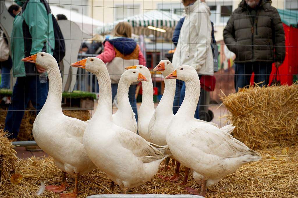Der Gänsemarkt 2023 findet wieder in Haltern statt. Viele Bilder vom Samstag.