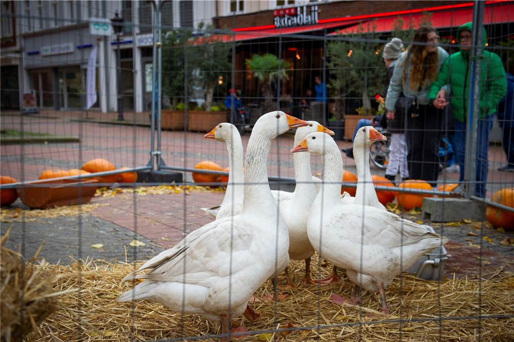 Der Gänsemarkt 2023 findet wieder in Haltern statt. Viele Bilder vom Samstag.