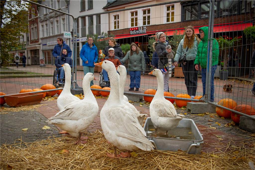 Der Gänsemarkt 2023 findet wieder in Haltern statt. Viele Bilder vom Samstag.