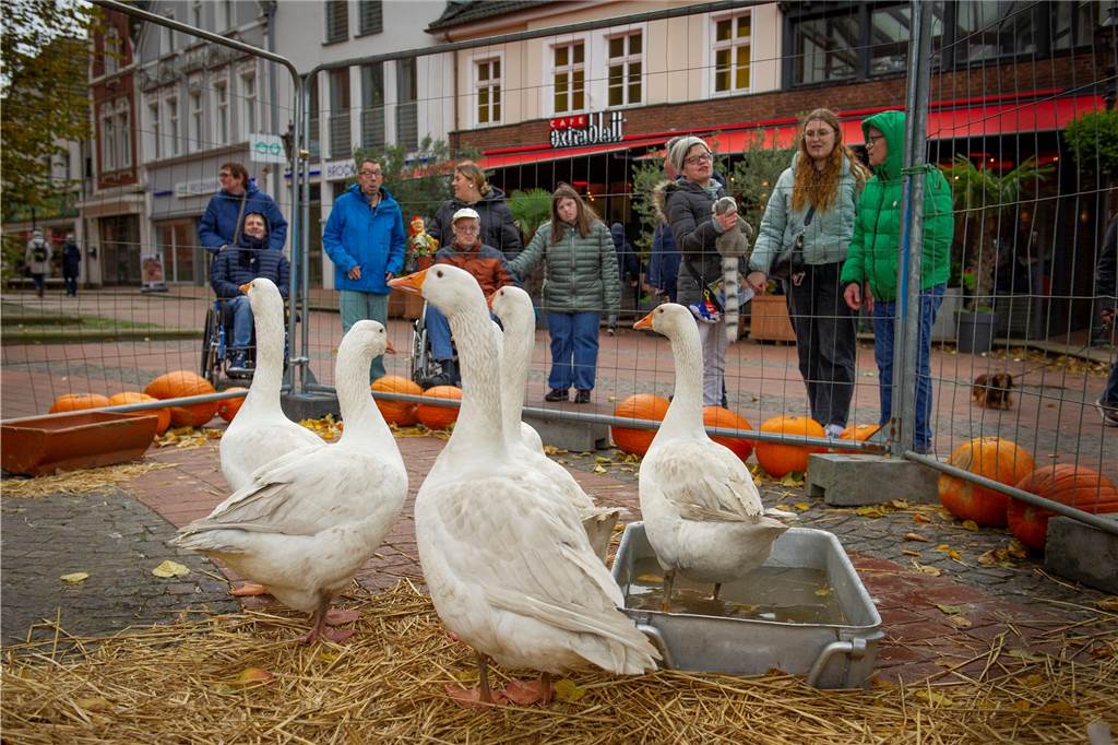 Der Gänsemarkt 2023 findet wieder in Haltern statt. Viele Bilder vom Samstag.