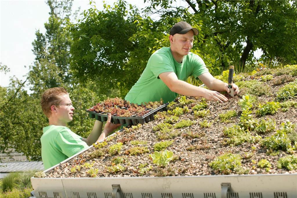 Mautpflicht für Garten- und Landschaftsbau: Preise könnten deutlich steigen Zwei Männer begrünen gemeinsam ein Dach.