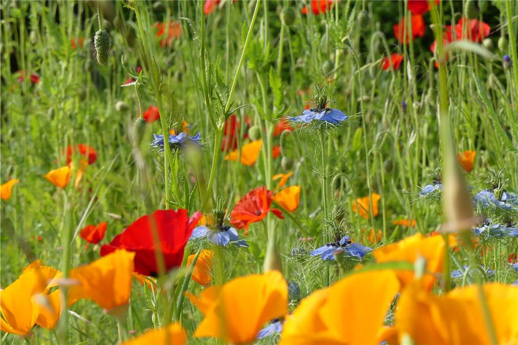 Nach Covid-Erkrankung: „Mein Garten hilft mir dabei, gesund zu werden“ Der Garten in Westhofen steht in voller Blüte.