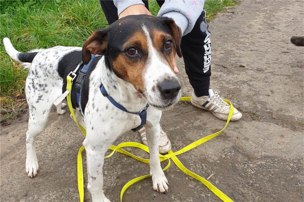 Stockum: Haustier verirrt sich im Dornenbusch – Feuerwehr rückt aus Der gerettete Hund hatte keine Verletzungen.
