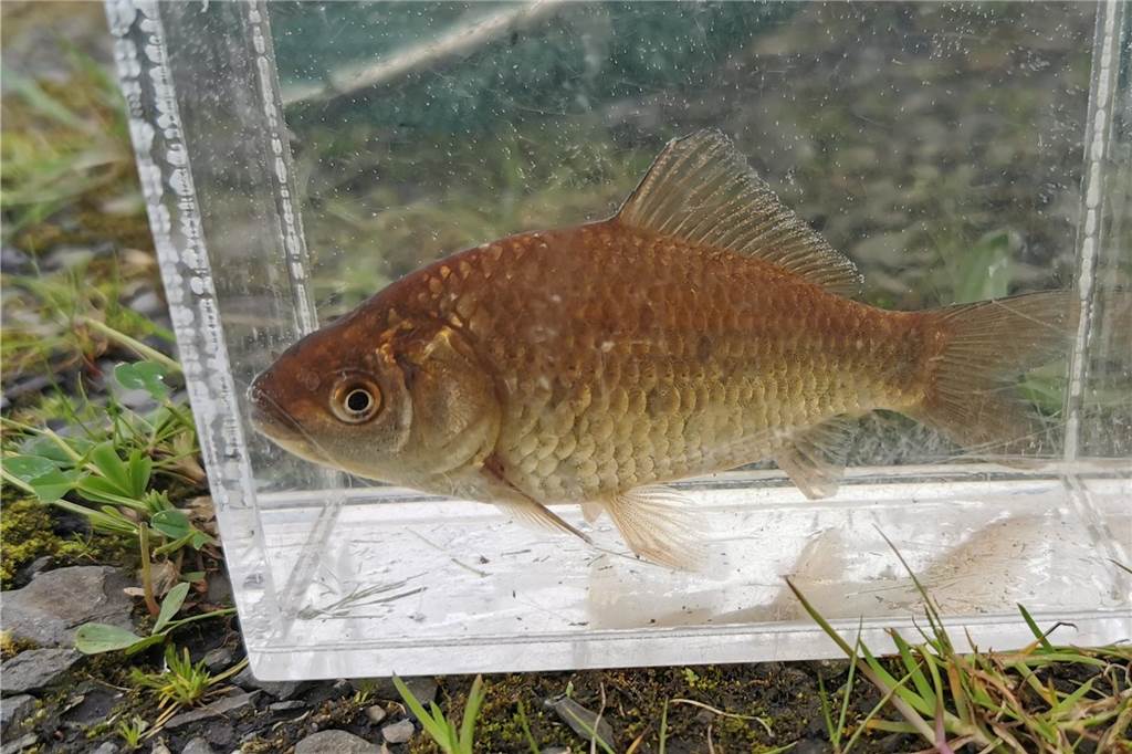 100 Jahre biologisch tot: Europas dreckigster Fluss ist wieder belebt Giebel in Emscher
