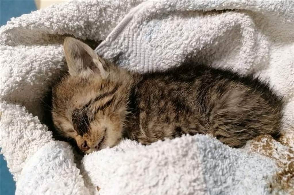 Das Elend der Streunerkatzen: Tierschützer hoffen auf Hilfe vom Kreis Der größte Teil der aufgegriffenen Streunerkatzen ist krank, verletzt, unterernährt oder missgebildet.